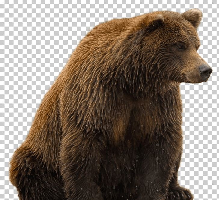 Polar Bear American Black Bear PNG, Clipart, Alaska Peninsula Brown Bear, American Black Bear, Animals, Bear, Brown Bear Free PNG Download