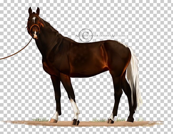 Stallion Mustang Mare Bridle Warmblood PNG, Clipart, Bit, Bridle, Dog, Halter, Horse Free PNG Download