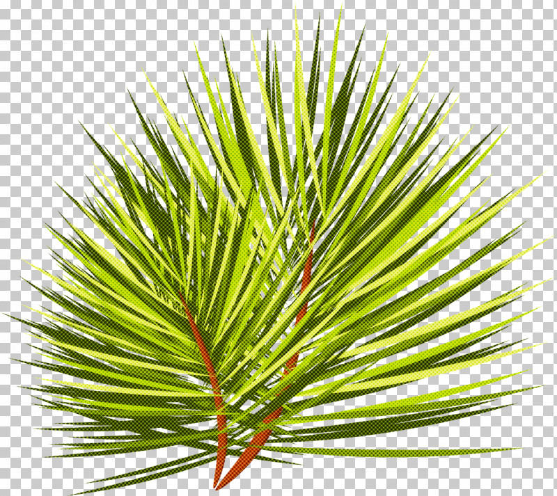 Loblolly Pine White Pine Columbian Spruce Shortstraw Pine Red Pine PNG, Clipart, American Larch, American Pitch Pine, Balsam Fir, Branch, Canadian Fir Free PNG Download