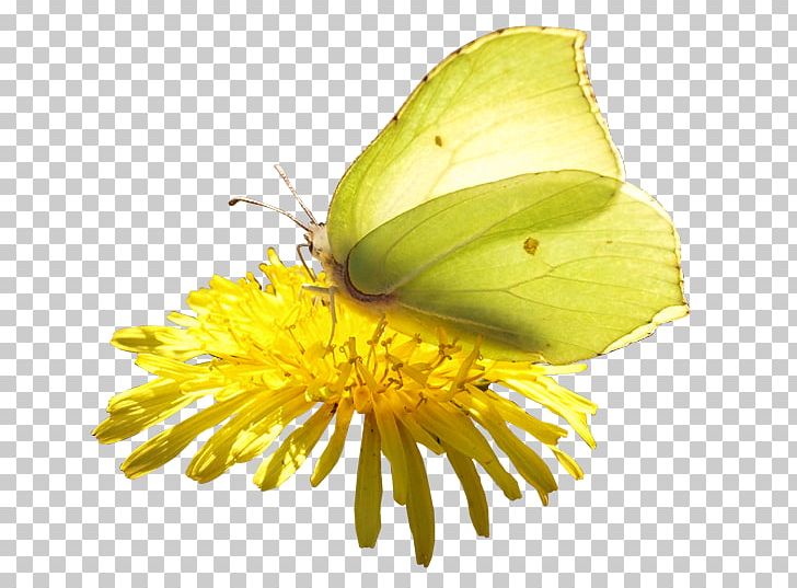 Butterfly PNG, Clipart, Animal, Arthropod, Brush Footed Butterfly, Butterflies And Moths, Butterfly Free PNG Download