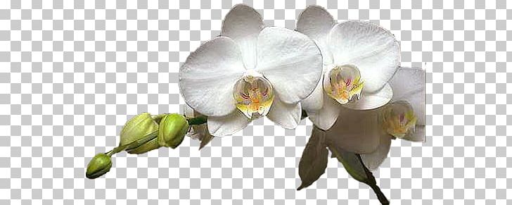 Moth Orchids Cut Flowers PNG, Clipart, Blog, Blossom, Branch, Bud, Clip Art Free PNG Download