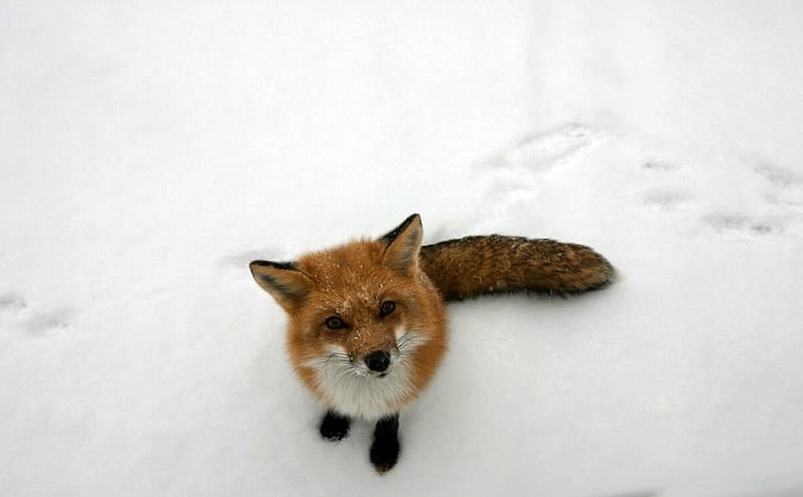 Arctic Fox Snow Winter Animal PNG, Clipart, 1080p, Animal, Animals, Arctic Fox, Aspect Ratio Free PNG Download