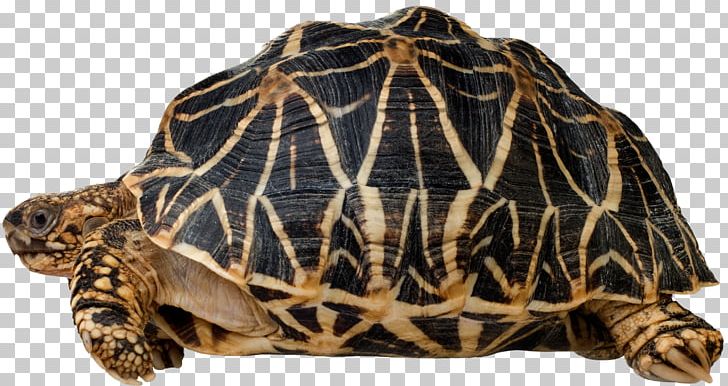 Box Turtle Reptile Indian Star Tortoise Gopherus PNG, Clipart, Animal, Animals, Box Turtle, Carapace, Emydidae Free PNG Download