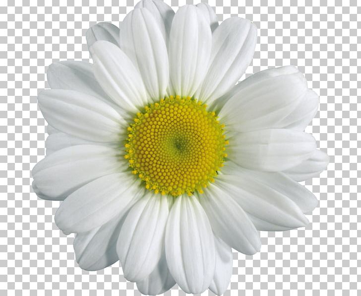 Chamomile PNG, Clipart, Chamomile, Computer Icons, Cut Flowers, Daisy, Daisy Family Free PNG Download