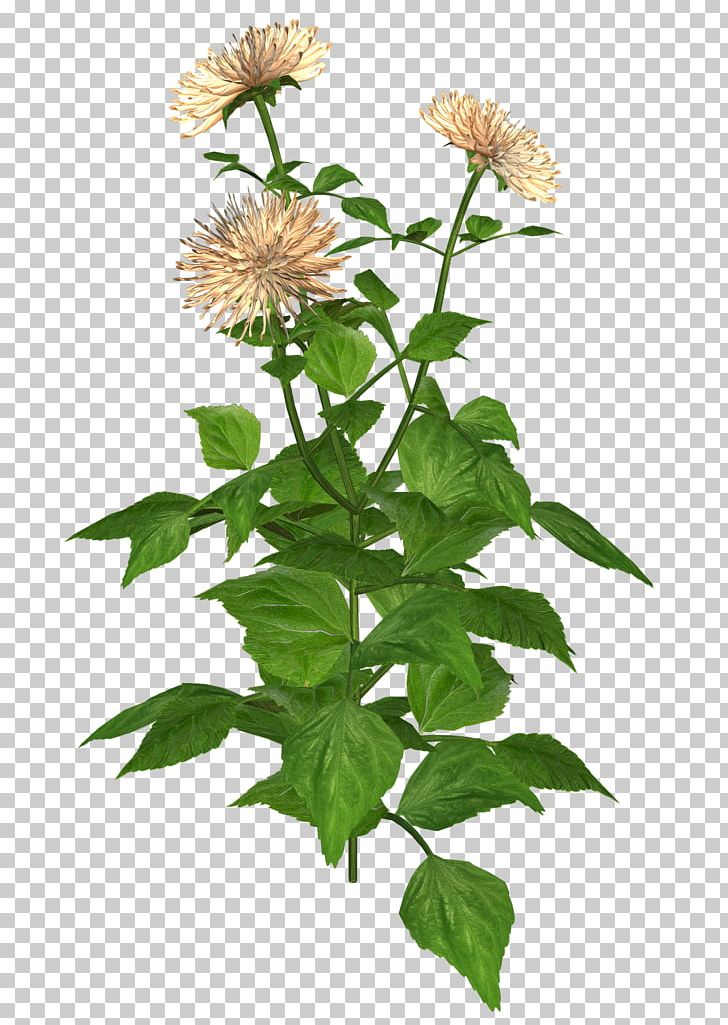 Flower Drawing PNG, Clipart, Art, Desktop Wallpaper, Drawing, Flower, Flowering Plant Free PNG Download