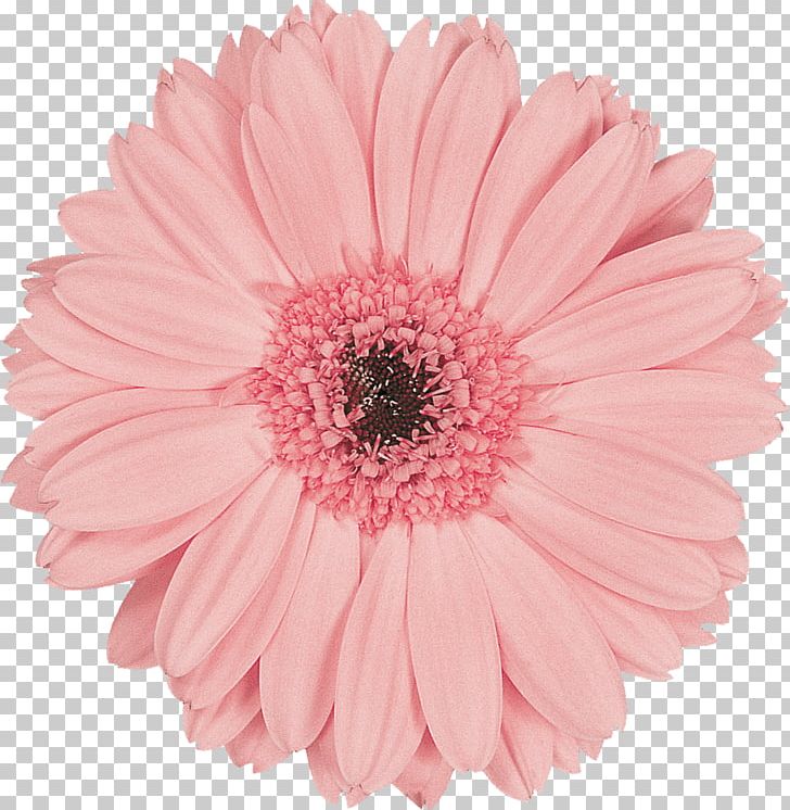 Transvaal Daisy Flower Preservation Pink Cut Flowers PNG, Clipart, Blue, Chrysanthemum, Chrysanths, Cut Flowers, Daisy Free PNG Download
