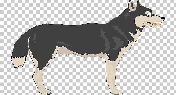 Arctic Wolf Mackenzie Valley Wolf PNG, Clipart, Carnivoran, Dog Breed, Dog Breed Group, Dog Like Mammal, East Siberian Laika Free PNG Download