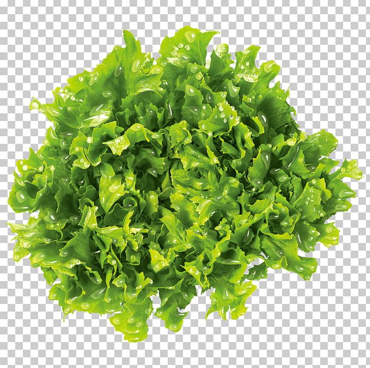 Leaf Vegetable Brassica Juncea Mustard Plant Food Parsley PNG, Clipart, Brassica Juncea, Cooking, Eating, Endive, Fines Herbes Free PNG Download