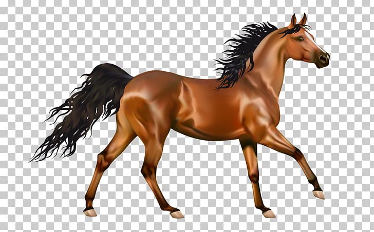 Mustang Pony Desktop PNG, Clipart, Bit, Black, Bridle, Canter And Gallop, Colt Free PNG Download