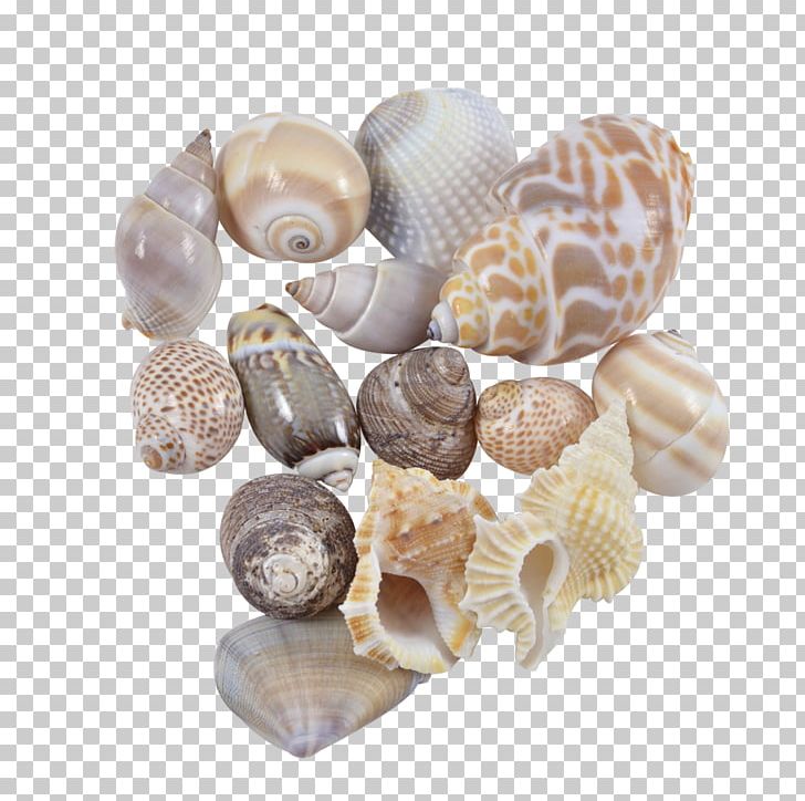 Seashell Cockle Conchology Sea Snail Spiral PNG, Clipart, Animals, Cockle, Conchology, Craft, Gallon Free PNG Download