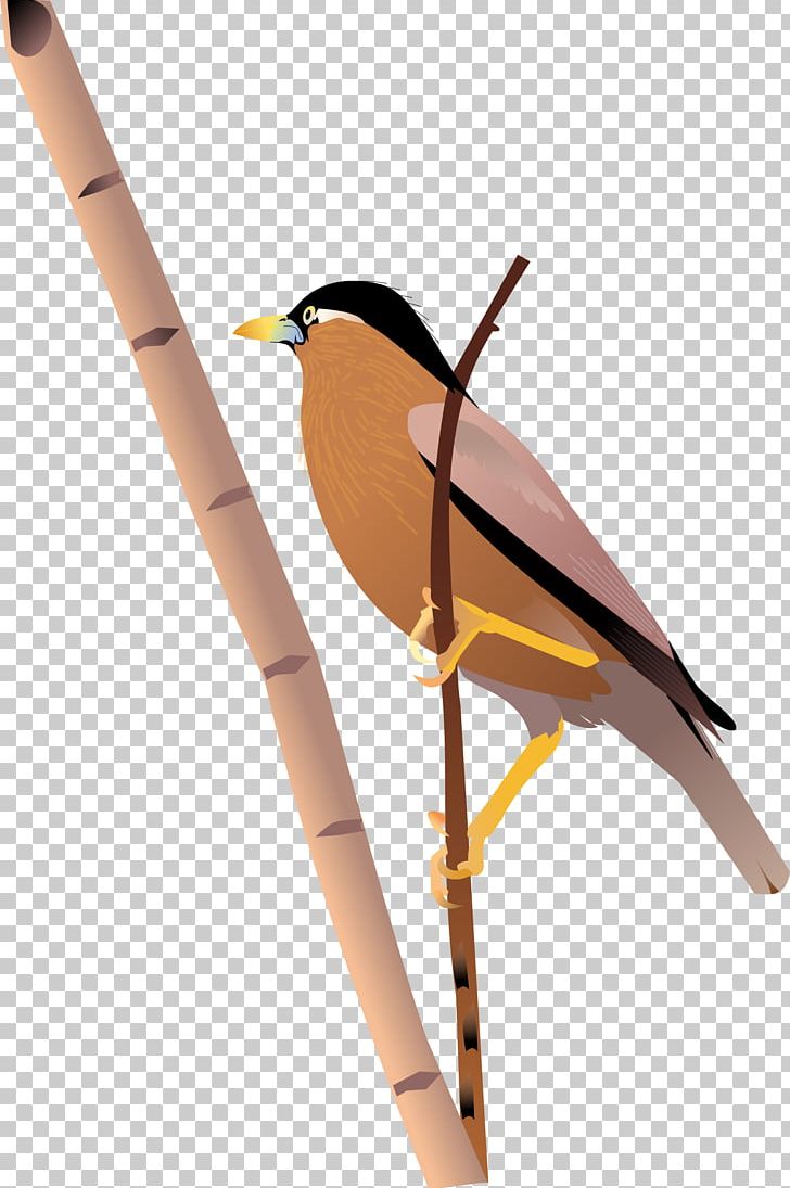 Drawing PNG, Clipart, Background, Beak, Bird, Brahminy Starling, Desktop Wallpaper Free PNG Download