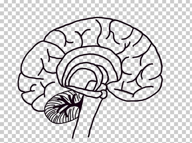 Human Brain Neuron Neuroscience PNG, Clipart, Area, Art, Behavior, Black And White, Brain Free PNG Download