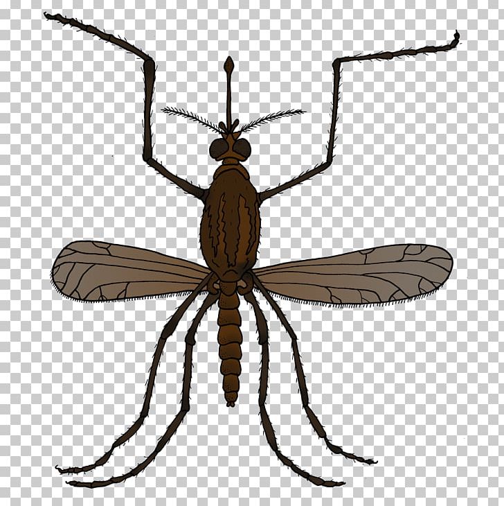 Insect Mosquito Natural Environment Environmental Education Fly PNG, Clipart, Animal, Animals, Arthropod, Bug Zapper, Ecosystem Free PNG Download