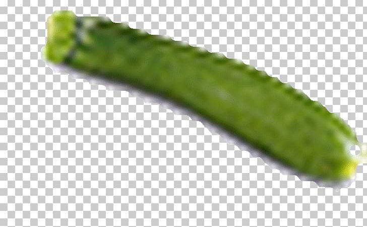 Pickled Cucumber Winged Bean PNG, Clipart, Caterpillar, Courgette, Cucumber, Gherkin, Larva Free PNG Download