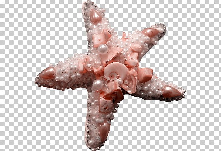 Starfish Pink PNG, Clipart, Accessories, Adobe Illustrator, Adornment, Animals, Christmas Decoration Free PNG Download