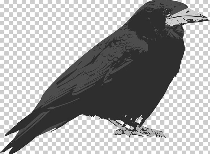 Common Raven Baltimore Ravens PNG, Clipart, American Crow, Animals, Baltimore Ravens, Beak, Bird Free PNG Download