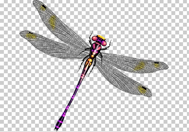 Dragonfly Insect Butterfly PNG, Clipart, Animal, Arthropod, Butterfly, Cartoon, Download Free PNG Download