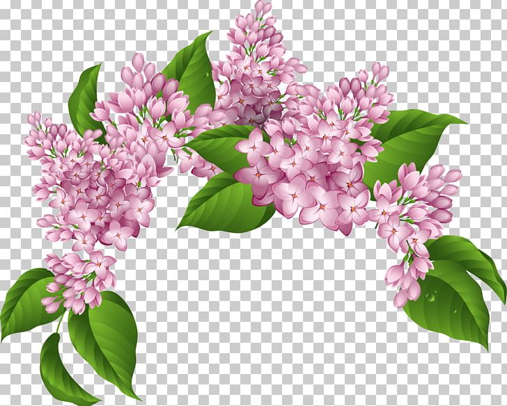 Euclidean PNG, Clipart, Blossom, Botany, Branch, Creativity, Cut Flowers Free PNG Download