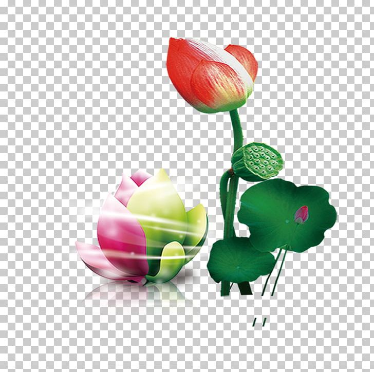 Lotus Seed PNG, Clipart, Bud, Cdr, Computer Wallpaper, Cut Flowers, Download Free PNG Download