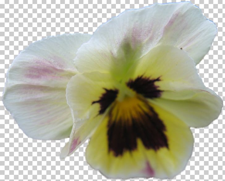 Pansy Close-up PNG, Clipart, Chai, Closeup, Fine, Flower, Flowering Plant Free PNG Download
