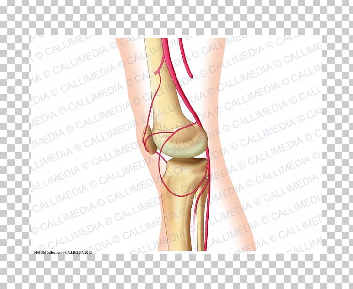Thumb Knee Popliteal Artery Anatomy PNG, Clipart, Abdomen, Anastomosis, Anatomy, Arm, Artery Free PNG Download