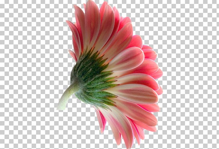 Transvaal Daisy Flower PNG, Clipart, Chrysanthemum, Closeup, Computer Icons, Cut Flowers, Daisy Free PNG Download