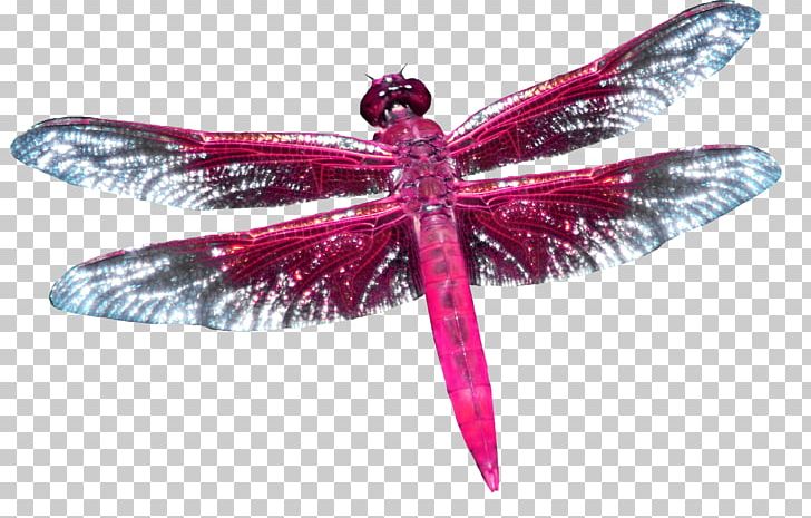 Dragonfly PNG, Clipart, Animal, Animation, Butterfly, Creative, Download Free PNG Download