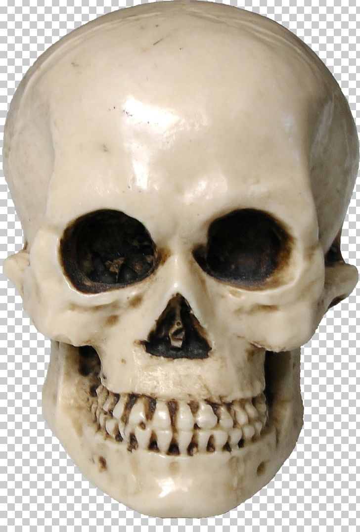 Skull Human Skeleton Drawing PNG, Clipart, Bone, Computer Icons, Desktop Wallpaper, Download, Drawing Free PNG Download