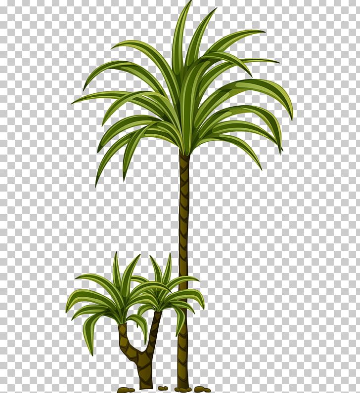 Arecaceae PNG, Clipart, Arecales, Coco, Desktop Wallpaper, Download, Drawing Free PNG Download