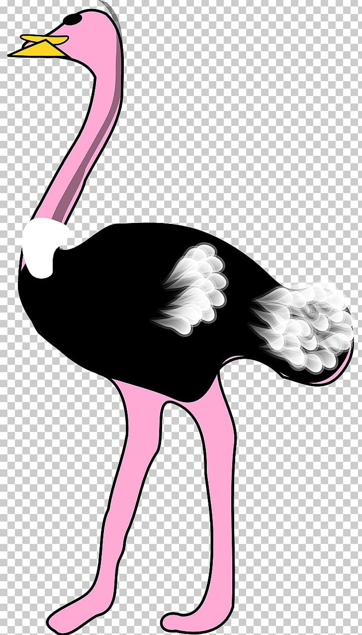 Common Ostrich Bird PNG, Clipart, Animals, Art, Beak, Bird, Birds Free PNG Download