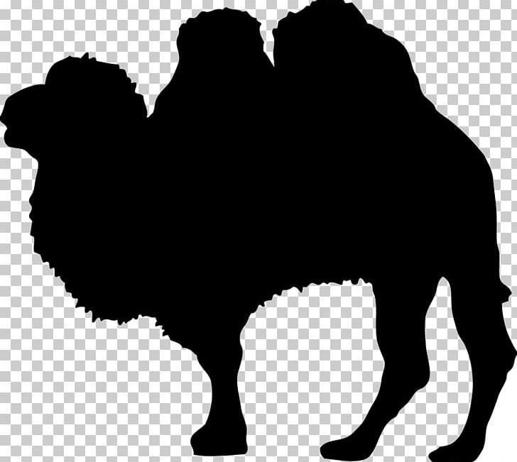 Camel Silhouette Wildlife PNG, Clipart, Animal, Black, Black And White, Camel, Camel Like Mammal Free PNG Download