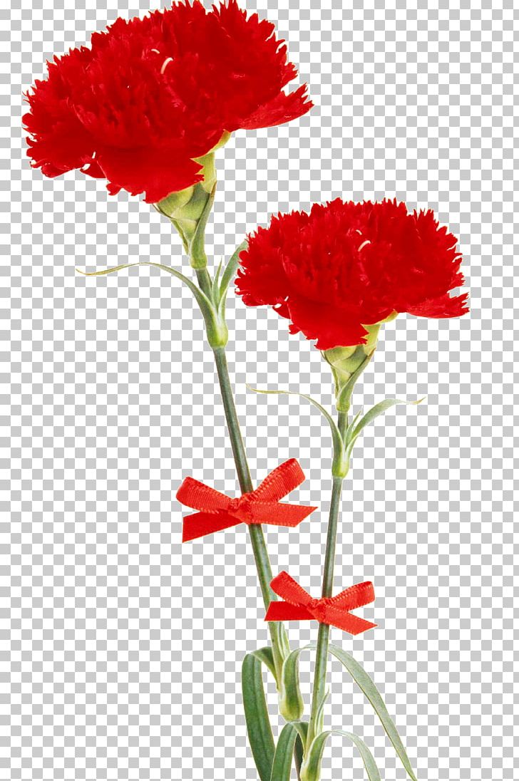 Carnation PNG, Clipart, Annual Plant, Carnation, Cut Flowers, Dianthus, Flower Free PNG Download