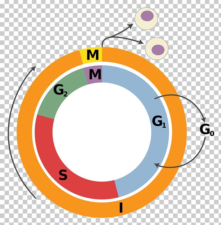 Cell Cycle Cell Division Interphase Mitosis PNG, Clipart, Angle, Area, Biology, Cell, Cell Cycle Free PNG Download