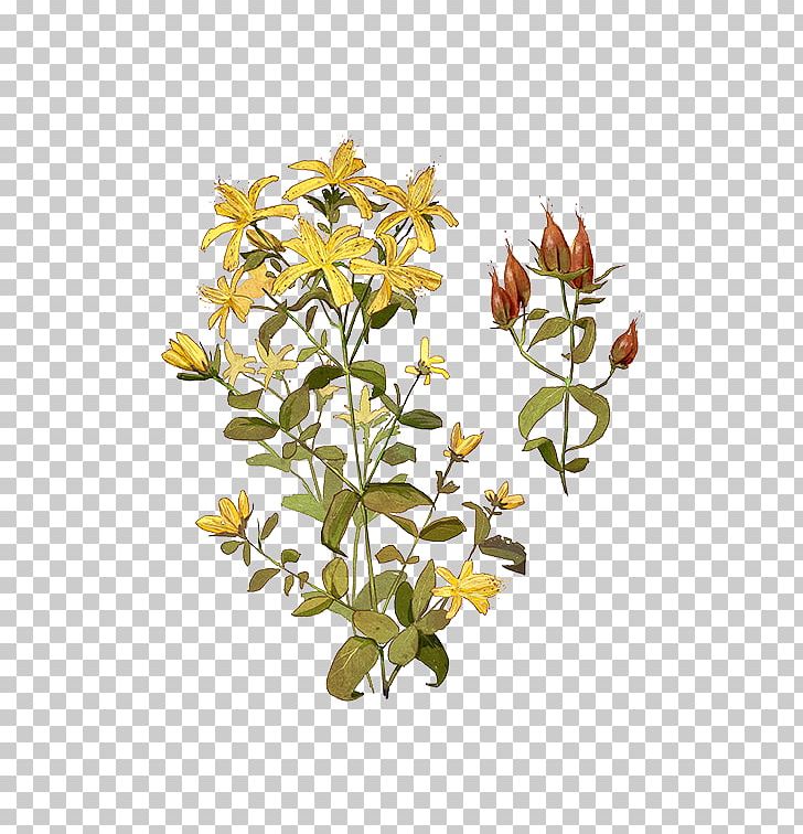 Cut Flowers Plant Stem Flowerpot Shrub PNG, Clipart, Branch, Branching, Cut Flowers, Flora, Flower Free PNG Download