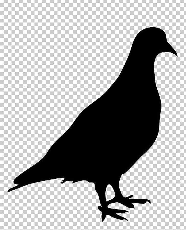 Domestic Pigeon Columbidae Bird Silhouette PNG, Clipart, American Crow, Animals, Art, Beak, Bird Free PNG Download