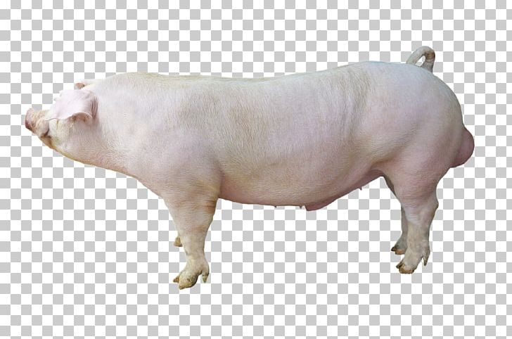 Duroc Pig Large White Pig Hampshire Pig Cattle Breed PNG, Clipart, Animal, Animal Husbandry, Animals, Boar, Breed Free PNG Download