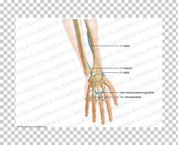 Finger Intercapitular Veins Of The Hand Forearm PNG, Clipart, Arm ...