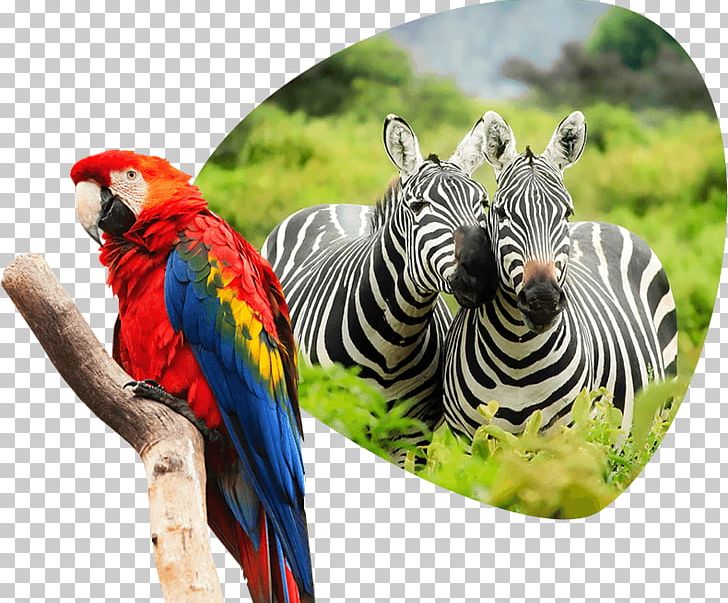 Jerusalem Biblical Zoo Africa Travel Nature PNG, Clipart, Africa, Beak, Bird, Common Pet Parakeet, Conservation Free PNG Download