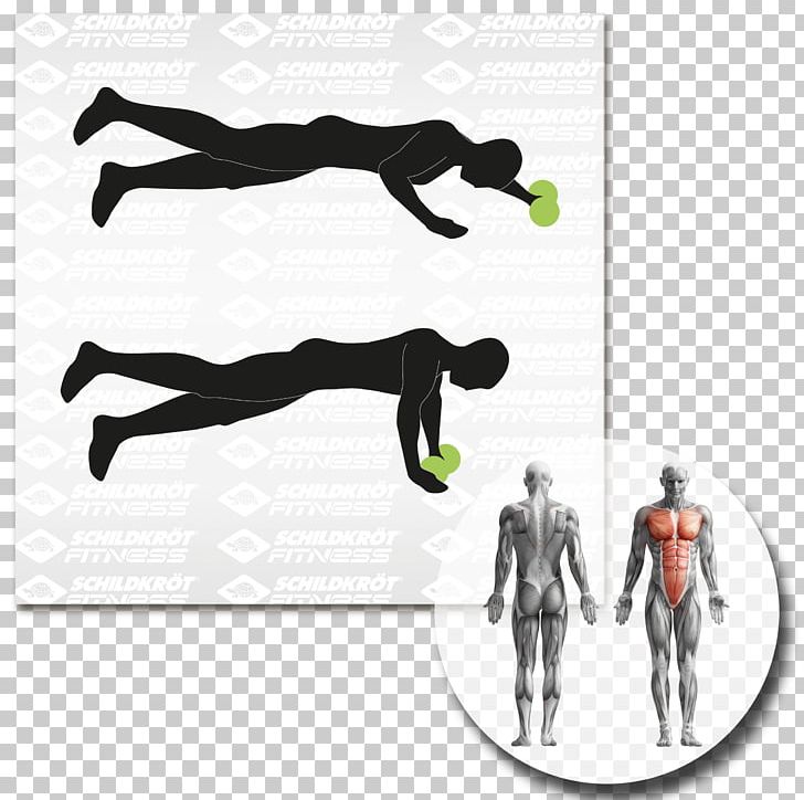 Physical Fitness Abdominal Exercise Fitness Centre Balance Board General Fitness Training PNG, Clipart, Arm, Balance Board, Dumbbell, Exercise, Exercise Bikes Free PNG Download
