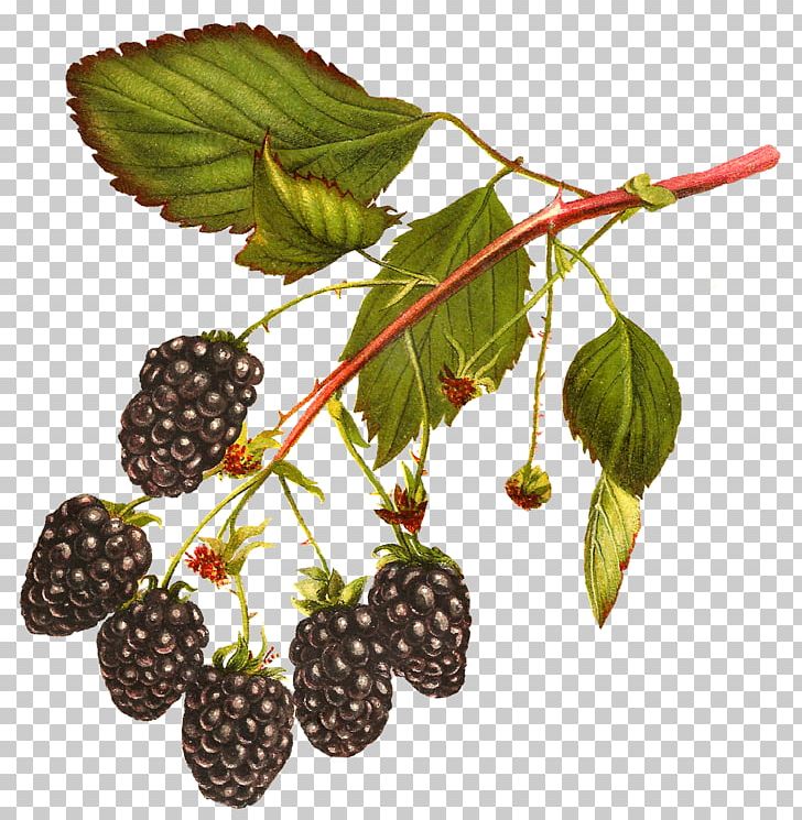 blackberry fruit drawing