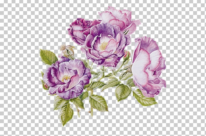 Rose PNG, Clipart, Flower, Petal, Pink, Plant, Purple Free PNG Download