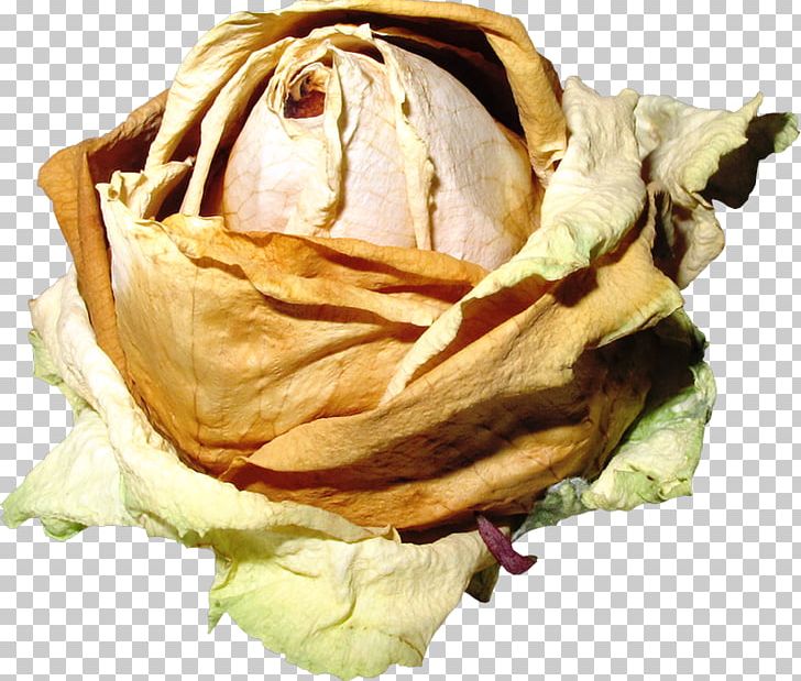 Flower Garden Roses Petal PNG, Clipart, Chamomile, Digital Image, Flower, Flower Bouquet, Food Free PNG Download