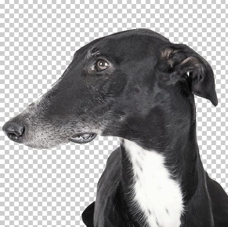 Spanish Greyhound Italian Greyhound Hortaya Borzaya Polish Greyhound PNG, Clipart, Azawakh, Bed, Carnivoran, Dog, Dog Breed Free PNG Download