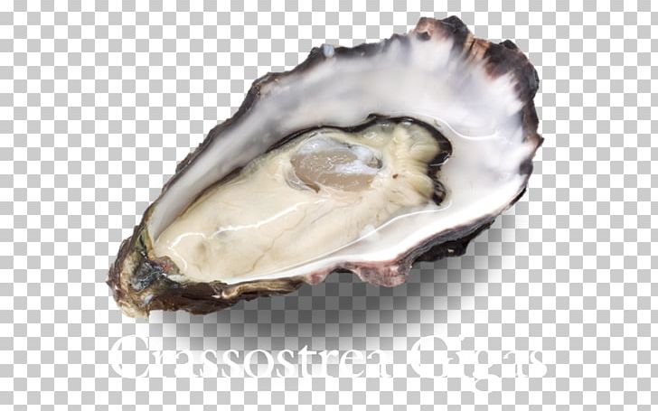 Oyster Wellfleet Food Hatred: Or PNG, Clipart, Animal Source Foods, Clam, Clams Oysters Mussels And Scallops, Diet, Eating Free PNG Download