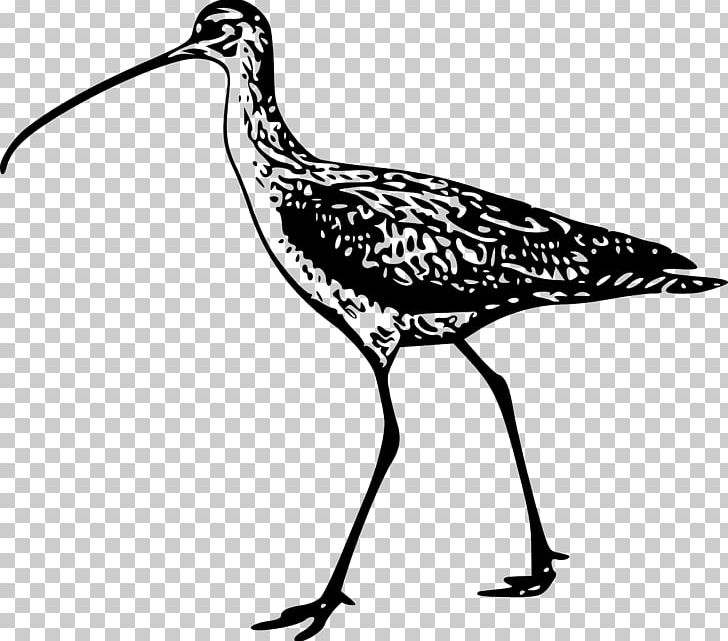 Bird Long-billed Curlew Eurasian Curlew Beak Drawing PNG, Clipart, Animals, Artwork, Beak, Bird, Black And White Free PNG Download