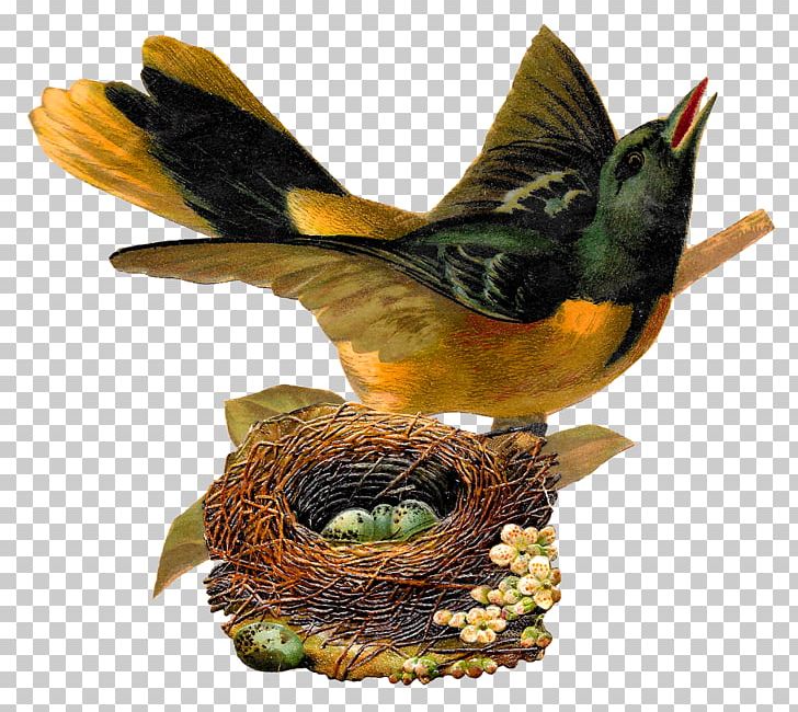Bird Nest Art PNG, Clipart, Animals, Art, Baltimore Oriole, Beak, Bird Free PNG Download