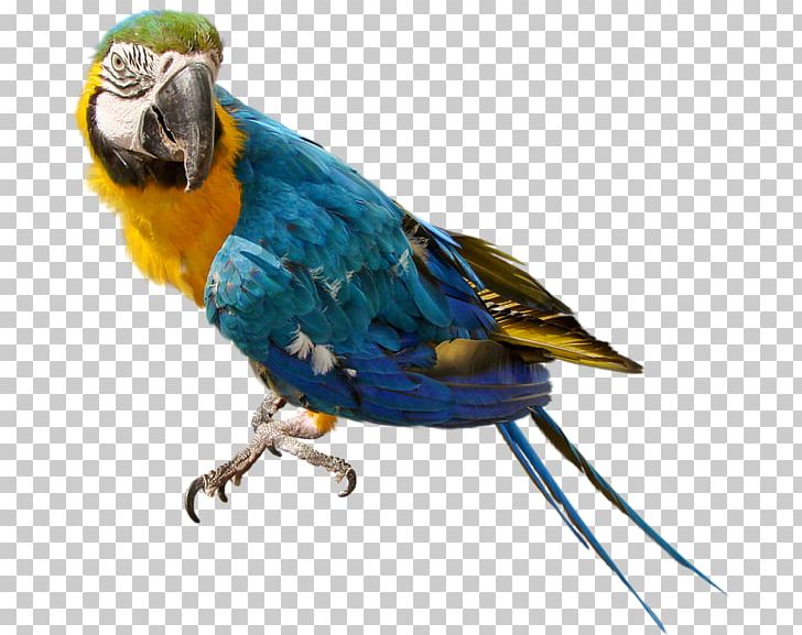Parrots Of New Guinea Bird Cockatiel Budgerigar PNG, Clipart, Animals, Beak, Bird, Budgerigar, Chew Toy Free PNG Download