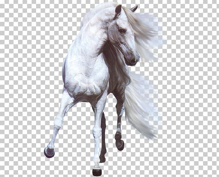White Horse Stallion Photography PNG, Clipart, Animal, Animals, Animation, Asil, Horse Free PNG Download