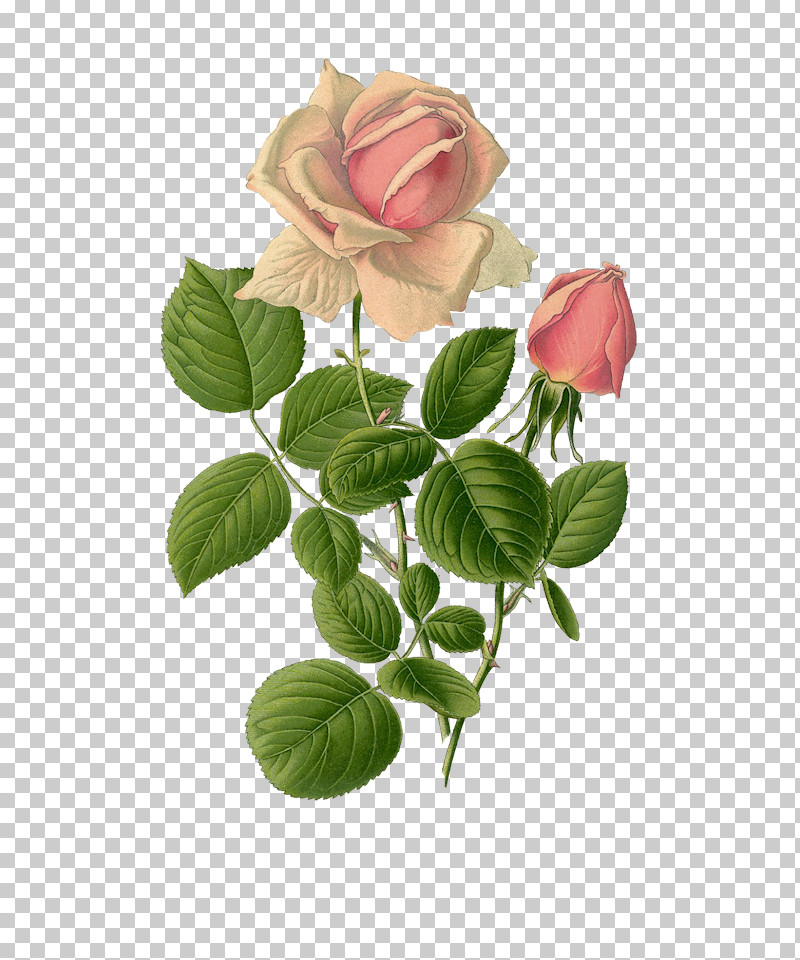 Garden Roses PNG, Clipart, Bud, China Rose, Cut Flowers, Floribunda, Flower Free PNG Download