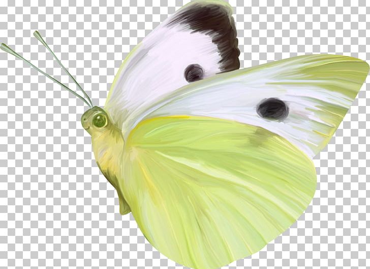 Butterfly Nymphalidae Gratis PNG, Clipart, Animal, Beautiful, Blue Butterfly, Brush Footed Butterfly, Butterflies Free PNG Download